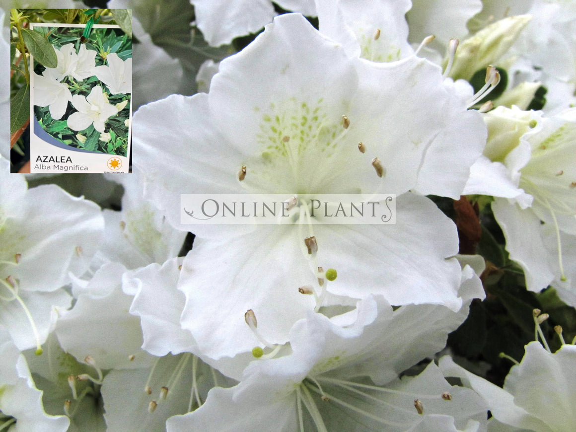 Azalea Alba Magnifica For Sale | Online Plants Melbourne