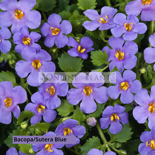 Buy Bacopa Plants Online | Trailing Colour for Baskets & Pots | Online ...
