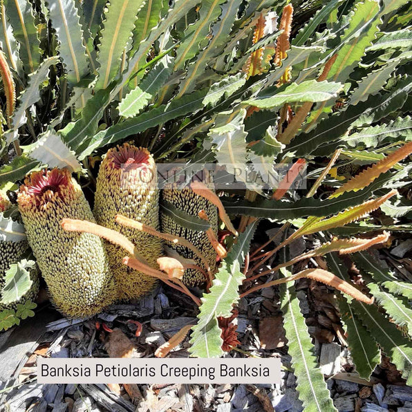 Banksia Flower Plants & Trees for Sale Melbourne, Australia