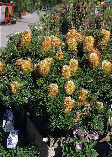 honey pot plant Banksia Honey Pots