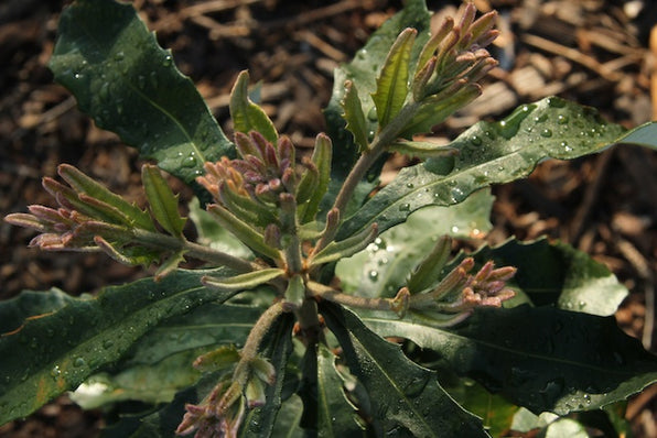 Banksia Flower Plants & Trees for Sale Melbourne, Australia