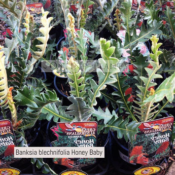 Banksia blechnifolia Honey Baby