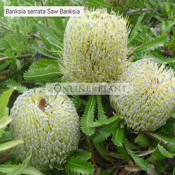 Banksia Flower Plants & Trees for Sale Melbourne, Australia