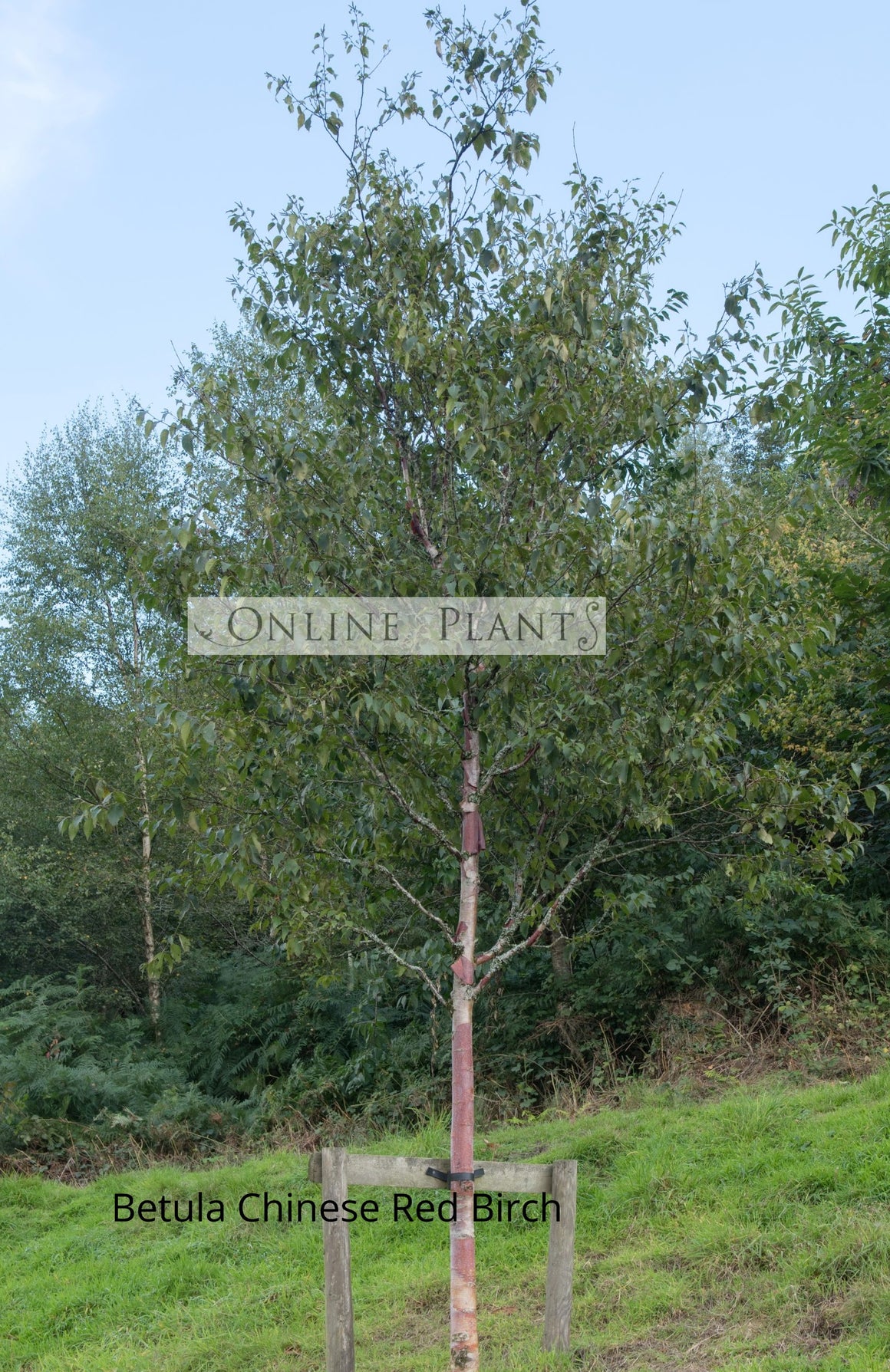Betula albosinensis var. septentrionalis Chinese Red Birch