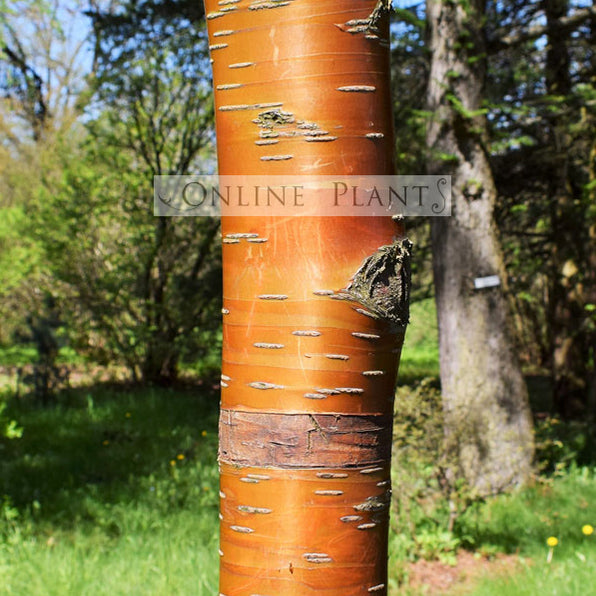 Birch Trees for Sale Australia — Betula | Online Plants