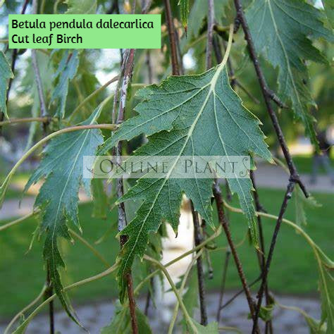 betula online shop