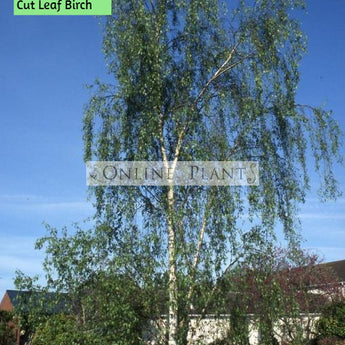 Betula Pendula Dalecarlica, Cut Leaf Birch