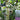 Betula pendula Moss White Silver Birch
