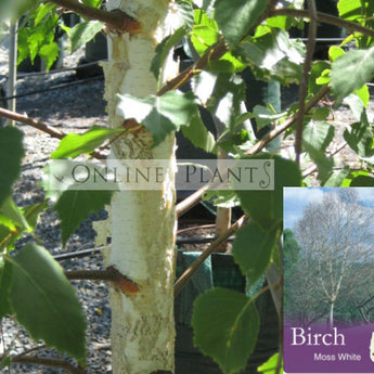 Betula pendula Moss White Silver Birch