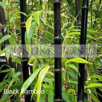 Phyllostachys Nigra Black Bamboo