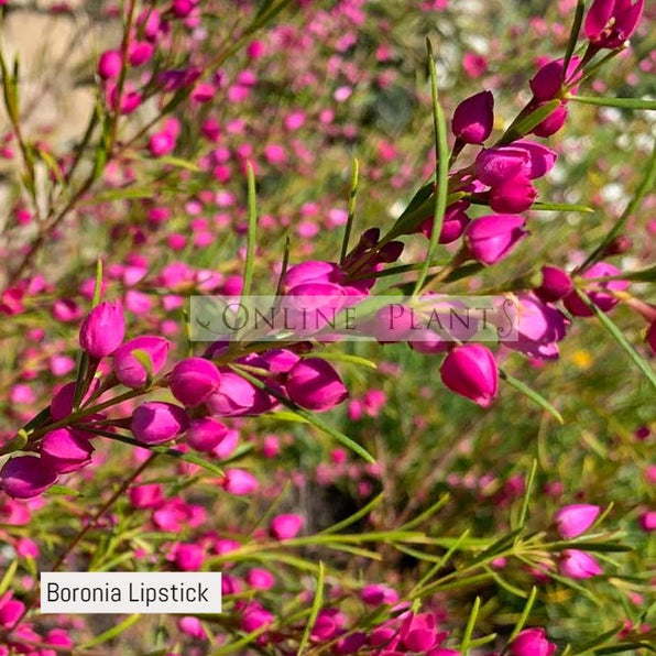 Boronia Shrubs for sale | Online Plants Melbourne Australia