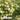 Boronia Lutea, Yellow Boronia