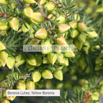 Boronia Lutea, Yellow Boronia