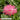 Bractheanthea Wallaby Cherry