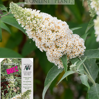 Buddleja Fragrant Buy Buddleja Butterfly Bush Plants Online | Fragrant Summer Colour for ...