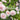 Bush Rose, Cecile Brunner