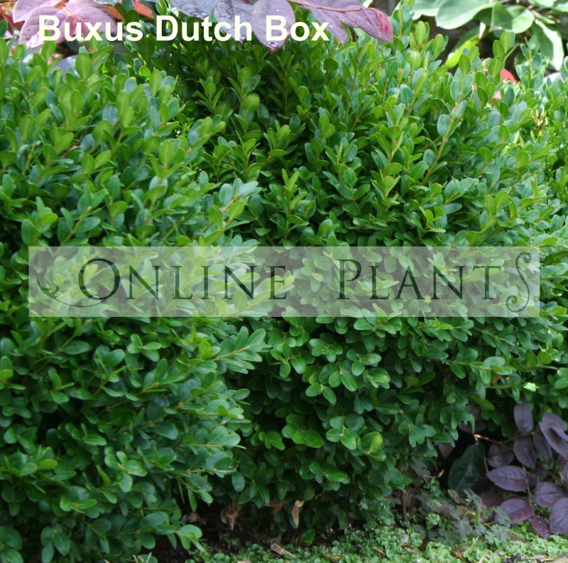 Buxus sempervien suffruticosa Dutch Box for Sale | Online Plants Australia