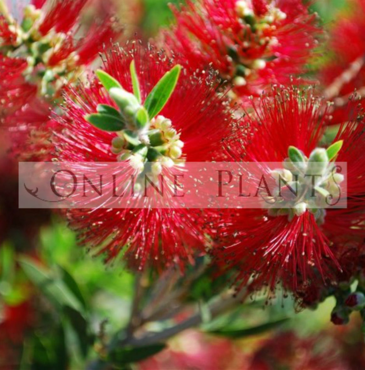 Callistemon 'Mary McKillop' Bottlebrush | Online Plants Australia