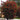 Callistemon Kings Park Special