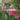 Callistemon Sweet Burst™