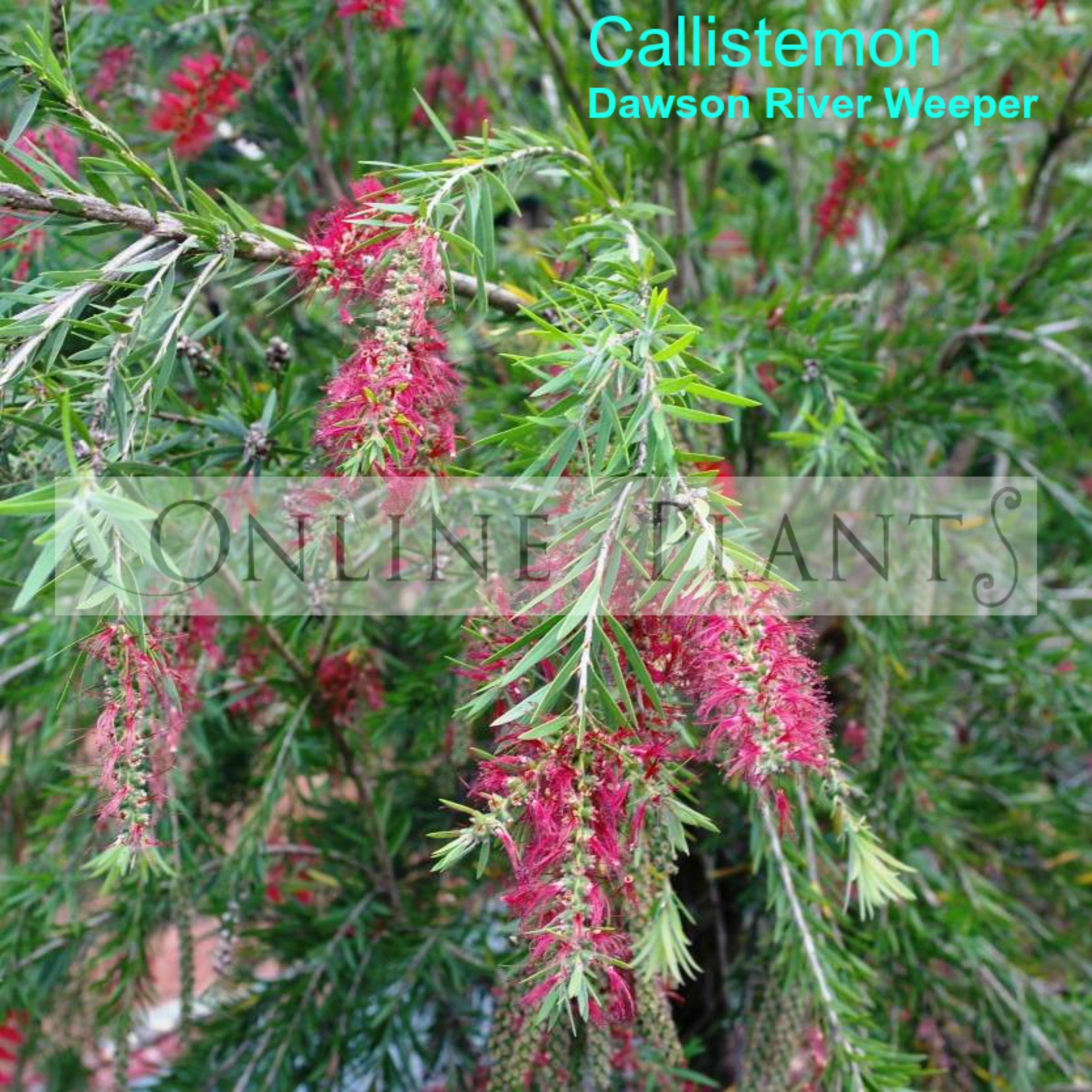 Weaeper Callistemon Dawsons River Weeper Bottle Brush for Sale