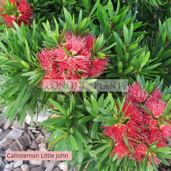 Callistemon 'Little John' Bottlebrush for Sale - Online Plants Australia