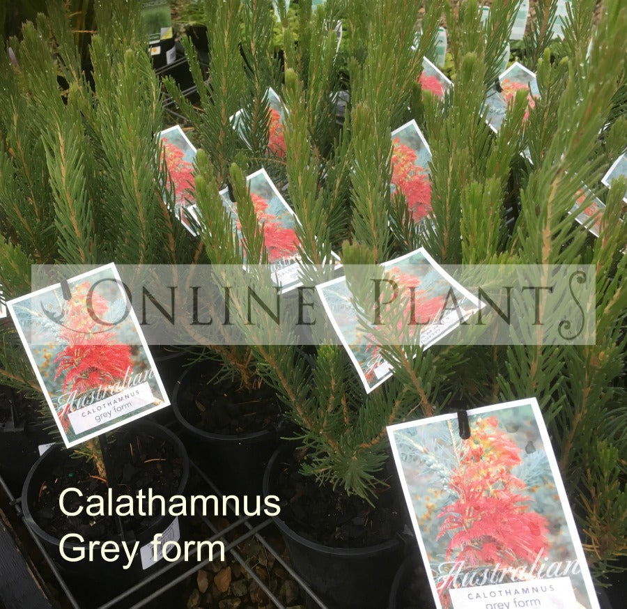 Callothamnus Tree Form Calothamnus Grey Form for Sale | Online Plants Australia