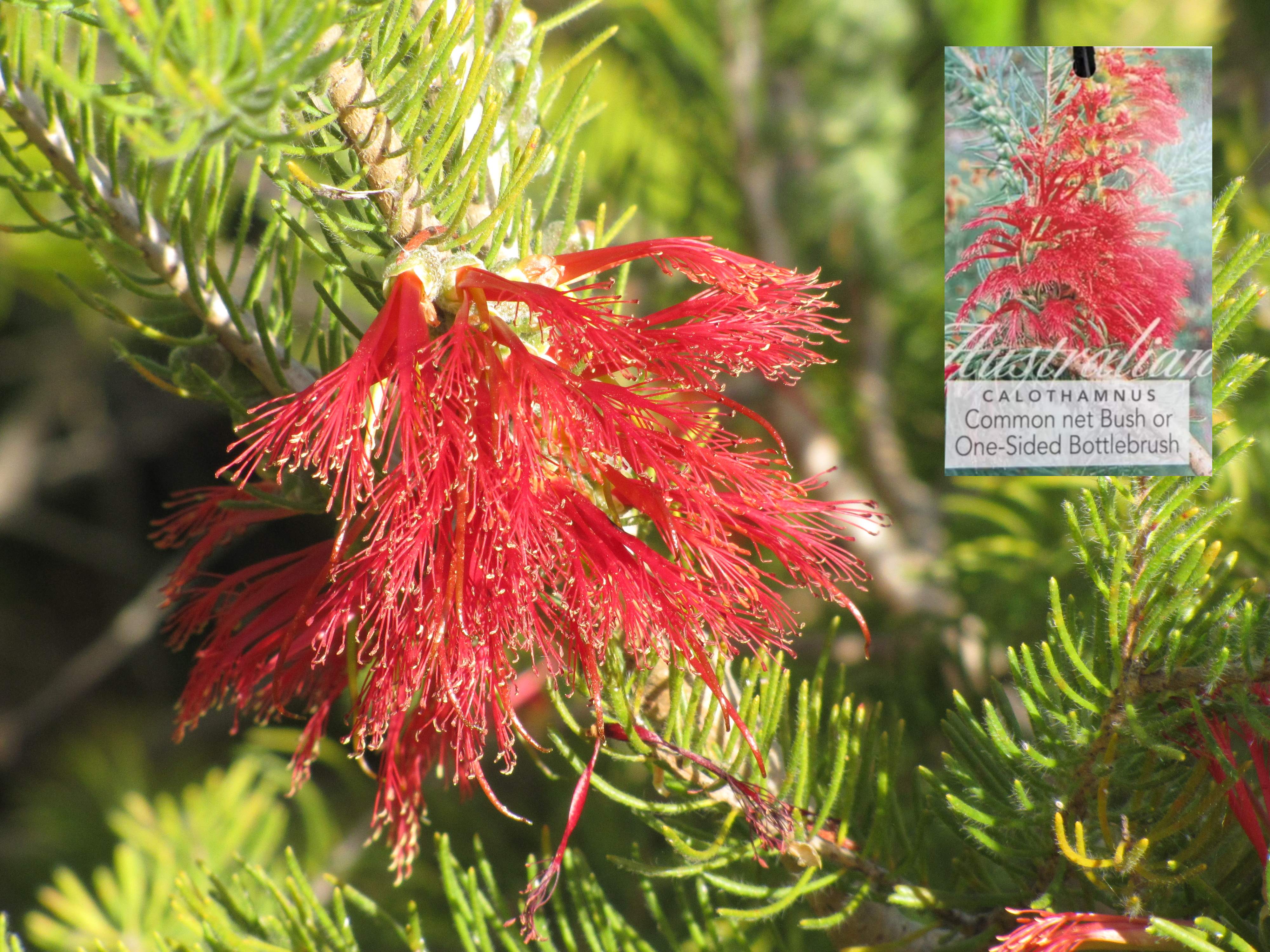 Calothamnus Spring Torch Calothamnus Grey Form for Sale | Online Plants Australia