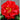 Camellia Japonica, Dr. Clifford Parkes