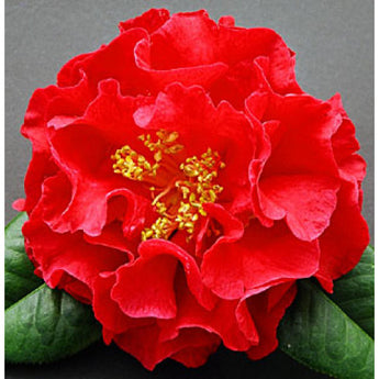 Camellia Japonica, Dr. Clifford Parkes