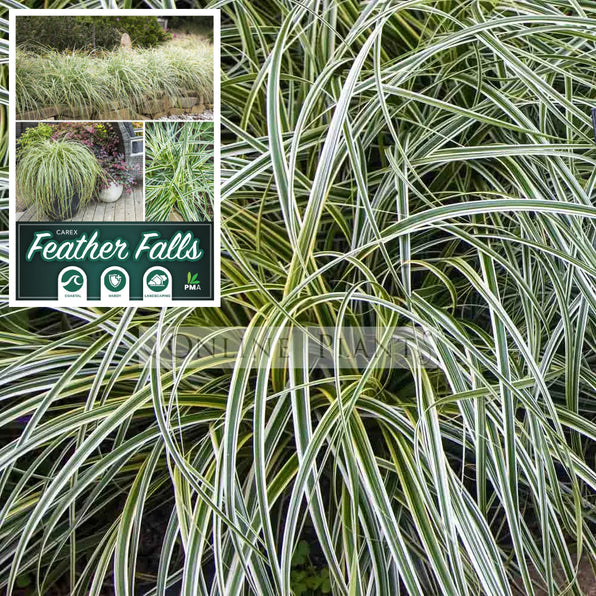 Seege Buy Carex Sedge Plants Online | Ornamental Grass for Shade, Wet Areas ...