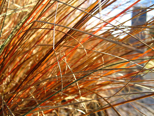Seege Buy Carex Sedge Plants Online | Ornamental Grass for Shade, Wet Areas ...