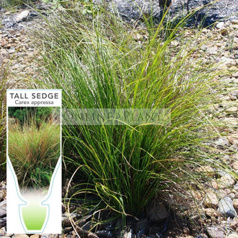 Seege Buy Carex Sedge Plants Online | Ornamental Grass for Shade, Wet Areas ...