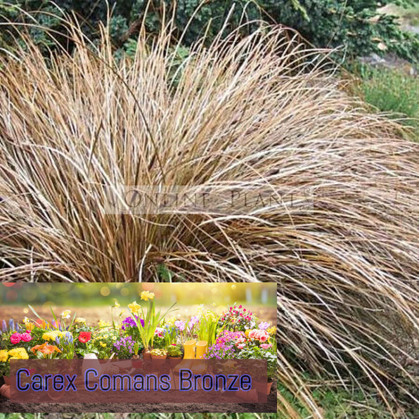 Seege Buy Carex Sedge Plants Online | Ornamental Grass for Shade, Wet Areas ...