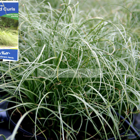 Seege Buy Carex Sedge Plants Online | Ornamental Grass for Shade, Wet Areas ...