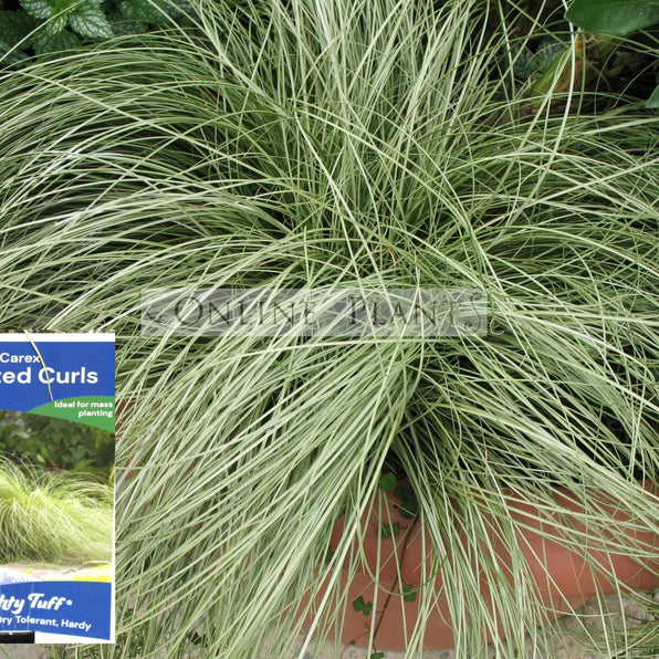 Seege Buy Carex Sedge Plants Online | Ornamental Grass for Shade, Wet Areas ...