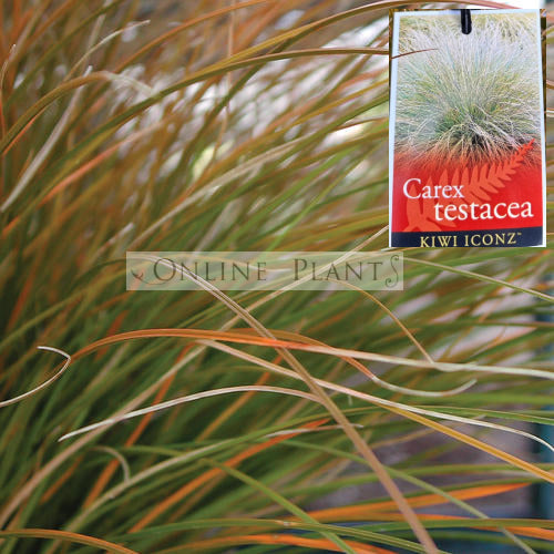 Seege Buy Carex Sedge Plants Online | Ornamental Grass for Shade, Wet Areas ...