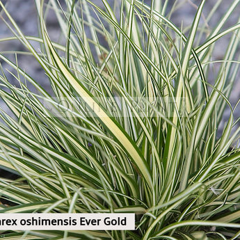 Seege Buy Carex Sedge Plants Online | Ornamental Grass for Shade, Wet Areas ...