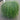 Casuarina Glauca, Cousin It
