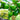 Citrus Lime Sublime