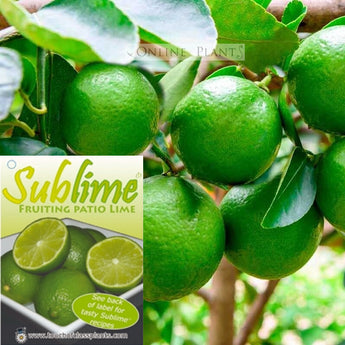 Citrus Lime Sublime