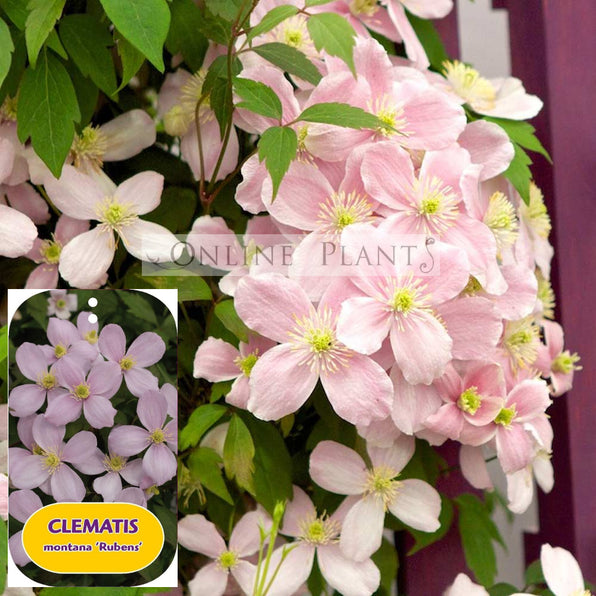Clematis Plants Shrubs Climbers For Sale Online Plants Australia