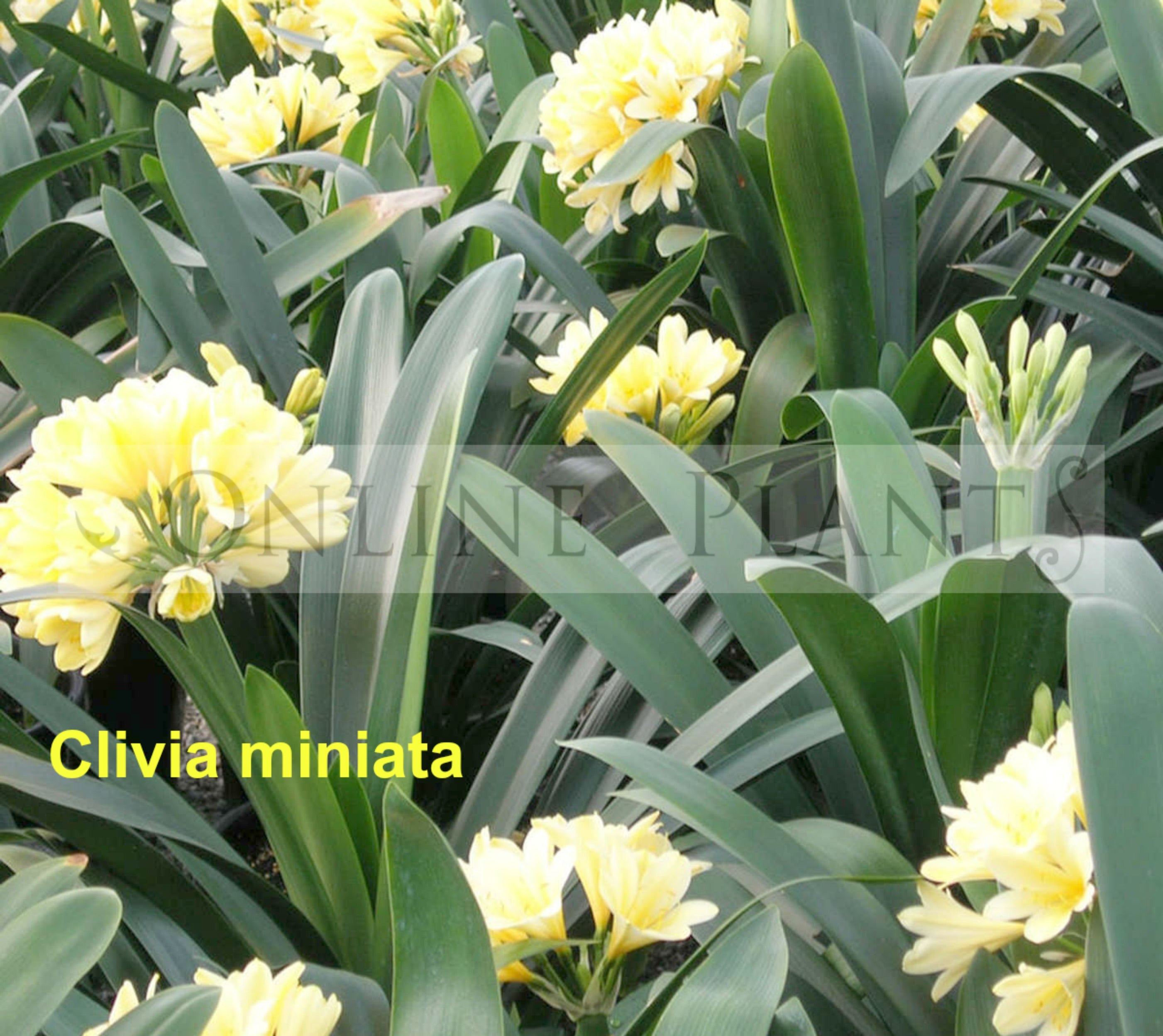 Yellow Clivia Clivia yellow for Sale | Online Plants Australia