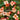 Correa Autumn Blaze