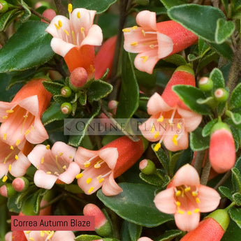 Correa Autumn Blaze