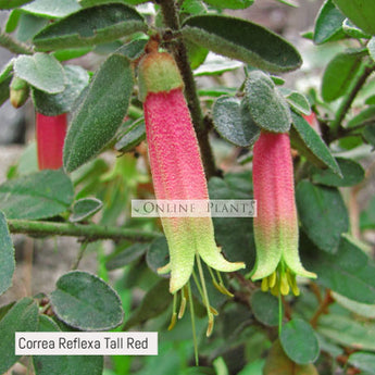 Correa Reflexa Tall Red