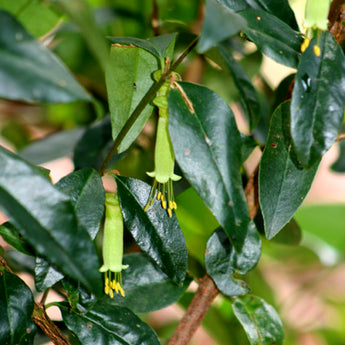 Correa Baeuerlenii, Chefs Hat Correa