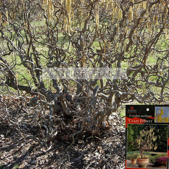 Corylus avellana Contorta Crazy Filbert