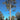 Corymbia Maculata, Spotted Gum