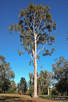 Corymbia Maculata, Spotted Gum